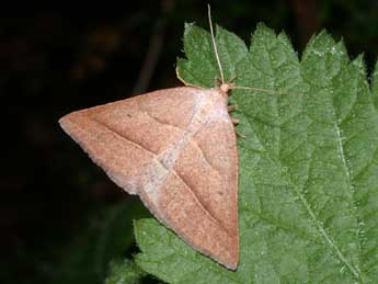 Petrophora chlorosata Scop. adulte - Philippe Mothiron