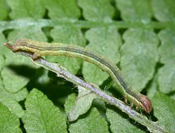  Chenille de Petrophora chlorosata Scop. - ©Philippe Mothiron