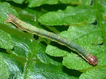  Chenille de Petrophora chlorosata Scop. - Philippe Mothiron