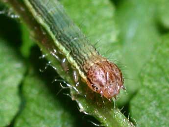  Chenille de Petrophora chlorosata Scop. - ©Philippe Mothiron