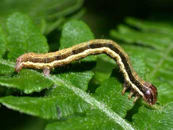  Chenille de Petrophora chlorosata Scop. - ©Philippe Mothiron