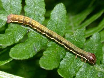  Chenille de Petrophora chlorosata Scop. - ©Philippe Mothiron