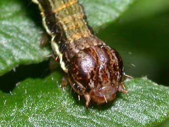  Chenille de Petrophora chlorosata Scop. - Philippe Mothiron