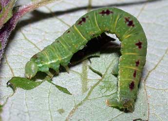  Chenille de Epirrita christyi Allen - Philippe Mothiron