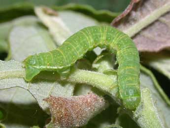  Chenille de Epirrita christyi Allen - ©Philippe Mothiron