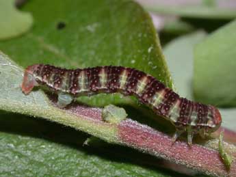  Chenille de Epirrita christyi Allen - ©Philippe Mothiron