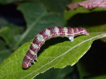  Chenille de Epirrita christyi Allen - Philippe Mothiron