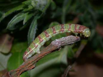  Chenille de Epirrita christyi Allen - ©Philippe Mothiron