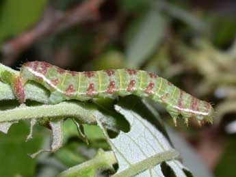  Chenille de Epirrita christyi Allen - ©Philippe Mothiron