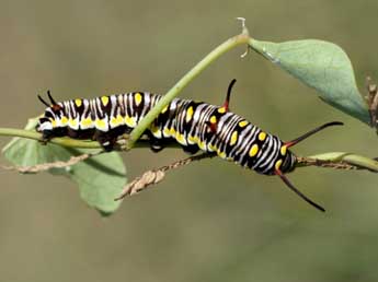  Chenille de Danaus chrysippus L. - Tristan Lafranchis