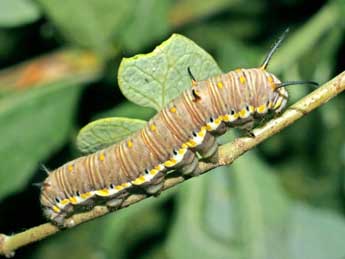  Chenille de Danaus chrysippus L. - Serge Wambeke