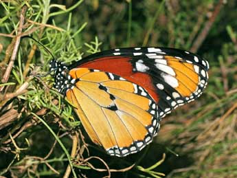 Danaus chrysippus L. adulte - ©Serge Wambeke