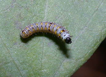  Chenille de Danaus chrysippus L. - ©Philippe Mothiron