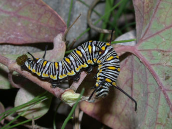  Chenille de Danaus chrysippus L. - Philippe Mothiron