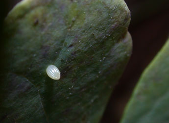  Oeuf de Danaus chrysippus L. - ©Philippe Mothiron