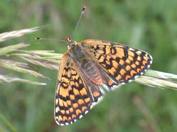 Melitaea cinxia L. adulte - ©Philippe Mothiron