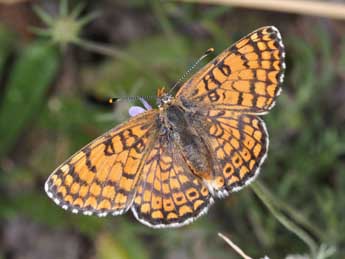 Melitaea cinxia L. adulte - Philippe Mothiron