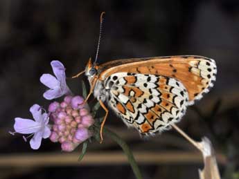 Melitaea cinxia L. adulte - Philippe Mothiron