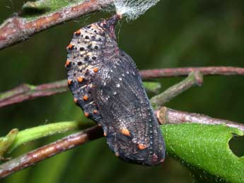  Chrysalide de Melitaea cinxia L. - ©Philippe Mothiron