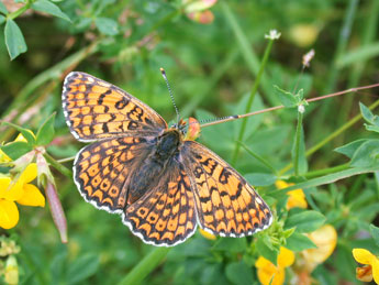 Melitaea cinxia L. adulte - ©Philippe Mothiron