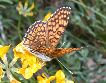 Melitaea cinxia L. adulte - Philippe Mothiron