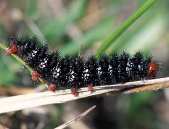  Chenille de Melitaea cinxia L. - Tristan Lafranchis