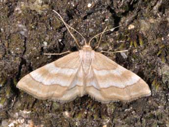 Idaea circuitaria Hb. adulte - Philippe Mothiron