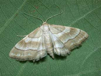 Idaea circuitaria Hb. adulte - Philippe Mothiron