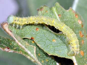  Chenille de Larentia clavaria Hw. - Philippe Mothiron