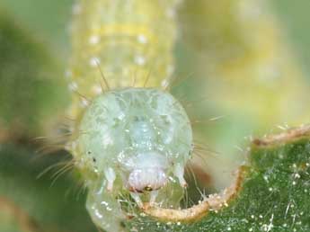  Chenille de Larentia clavaria Hw. - ©Philippe Mothiron