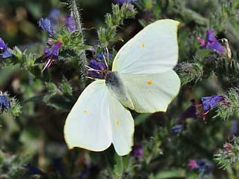 Gonepteryx cleopatra L. adulte - ©Philippe Mothiron