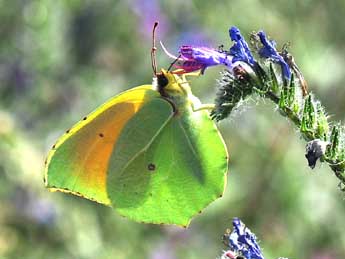 Gonepteryx cleopatra L. adulte - Philippe Mothiron