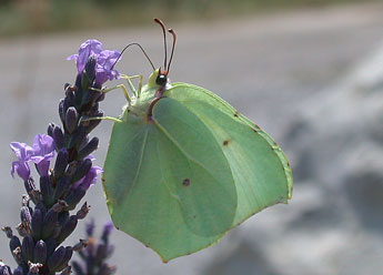 Gonepteryx cleopatra L. adulte - ©Philippe Mothiron