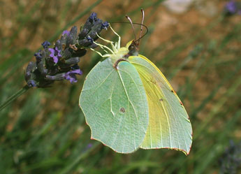 Gonepteryx cleopatra L. adulte - ©Philippe Mothiron