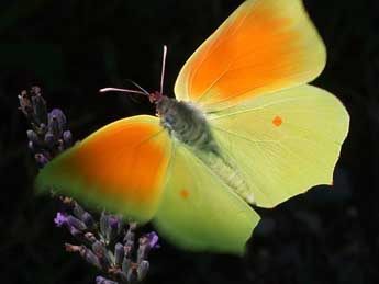 Gonepteryx cleopatra L. adulte - ©Philippe Mothiron