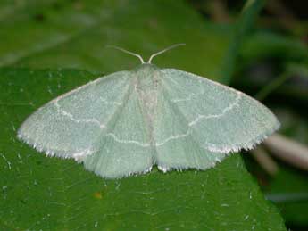 Chlorissa cloraria Hb. adulte - Philippe Mothiron