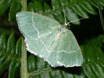 Chlorissa cloraria Hb. adulte - Philippe Mothiron