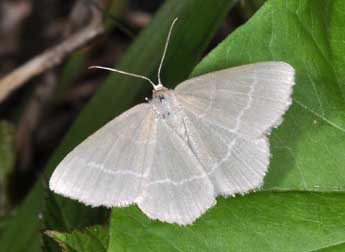 Chlorissa cloraria Hb. adulte - Philippe Mothiron