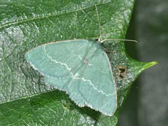 Chlorissa cloraria Hb. adulte - Philippe Mothiron