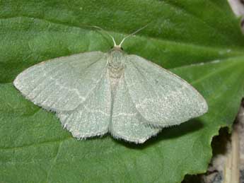 Chlorissa cloraria Hb. adulte - Philippe Mothiron