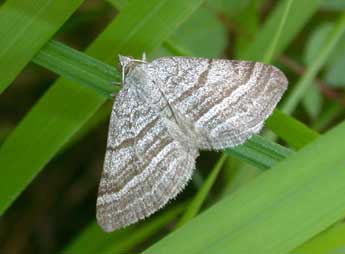 Scotopteryx coarctaria D. & S. adulte - ©Philippe Mothiron