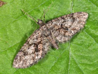 Eupithecia cocciferata Mill. adulte - ©Philippe Mothiron