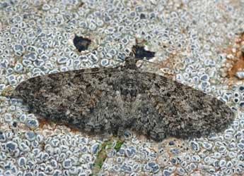 Eupithecia cocciferata Mill. adulte - ©Daniel Morel