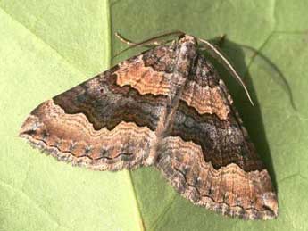 Scotopteryx coelinaria Grasl. adulte - ©Eric Sylvestre