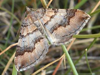 Scotopteryx coelinaria Grasl. adulte - Daniel Morel