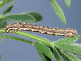  Chenille de Scotopteryx coelinaria Grasl. - ©Lionel Taurand