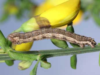  Chenille de Scotopteryx coelinaria Grasl. - ©Lionel Taurand