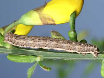  Chenille de Scotopteryx coelinaria Grasl. - ©Lionel Taurand