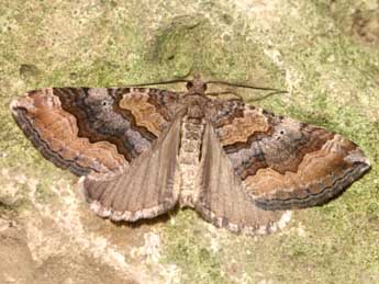 Scotopteryx coelinaria Grasl. adulte - Lionel Taurand