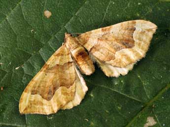 Pelurga comitata L. adulte - ©Daniel Morel